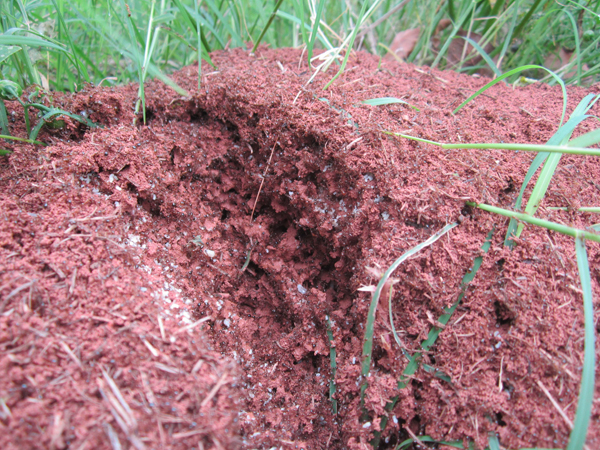 公園、社區(qū)、校園等公共場(chǎng)所進(jìn)行有效紅火蟻防制